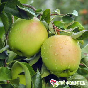 Яблоко-груша Голден Делишес в Абакане